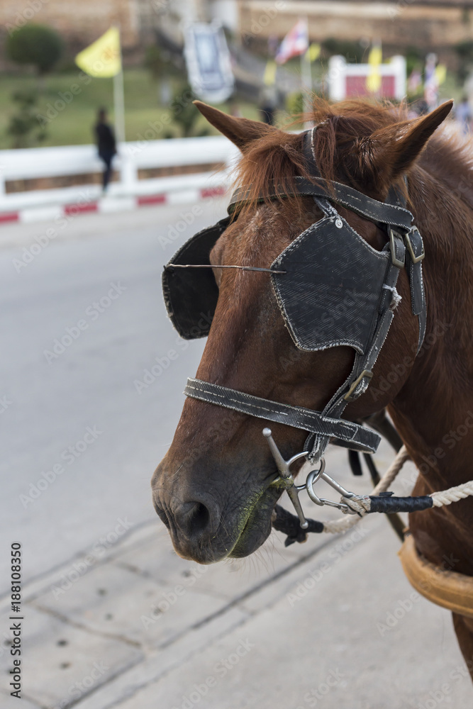 Head of horse eating grass