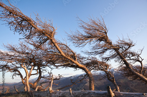 Φωτογραφία Windswept trees in the mountains