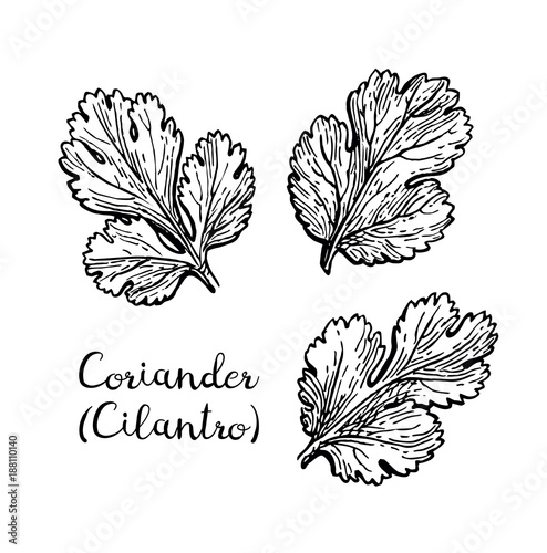 Coriander ink sketch.