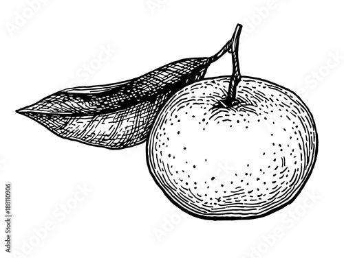 Ink sketch of mandarin orange.