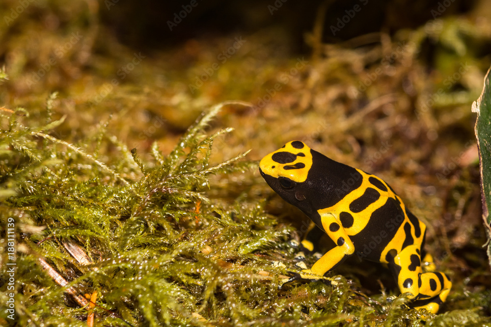 Fototapeta premium Yellow-banded Poison Dart Frog