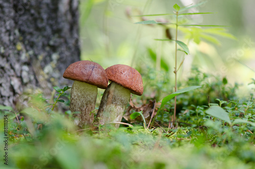 Red Top Wild Mushroom (Leccinum Boreale)
