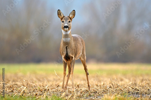 Fototapeta Naklejka Na Ścianę i Meble -  Wild roe deer standing in a field and looking at the camera