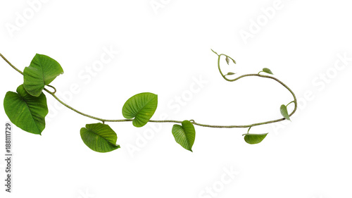 Fototapeta Naklejka Na Ścianę i Meble -  Heart-shaped jungle green leaves vine tropical liana plant isolated on white background, clipping path included.