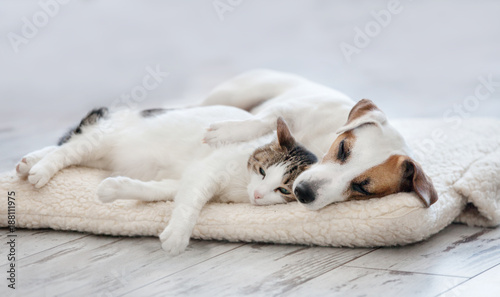 Photo Cat and dog sleeping