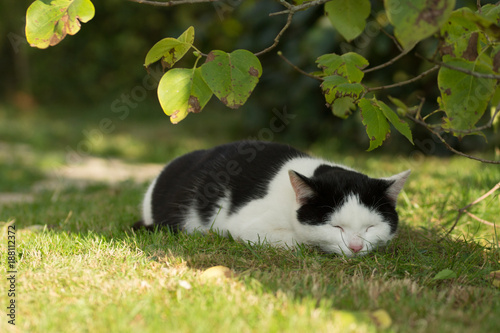 junge katze beim mittagsschlaf