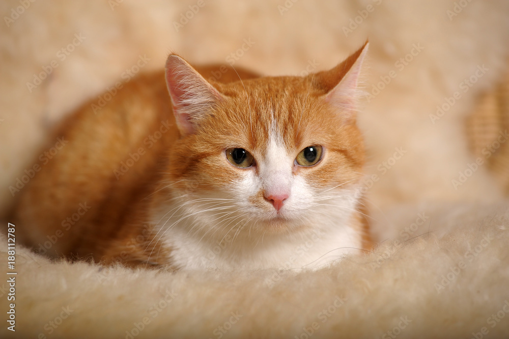 Fototapeta premium Red with a white cat at home