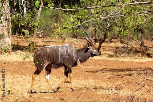 Male nyala in Kruger National Park photo