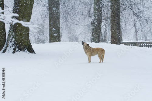 Cane lupo ulula nella neve