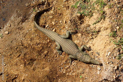 Crocodile from above