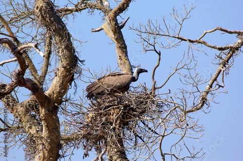 White backed vulture in a nest photo