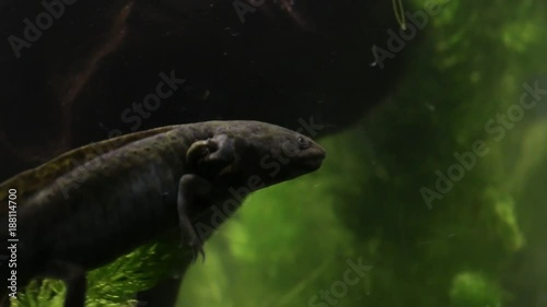 Mexican axolotl, the most mysterious and promising neotenic salamander. Hopes for stem cell research. Endangered flagship species, urgent need for conservation and restoration of habitat