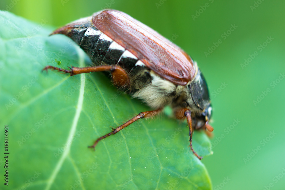 Fototapeta premium Maikäfer 