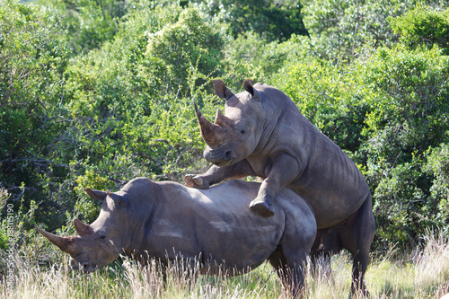 Mating rhinos in Schotia, South Africa photo