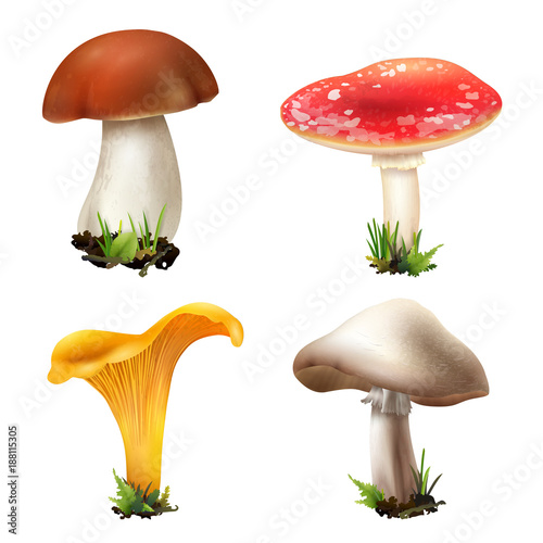Realistic Forest Mushrooms Collection
