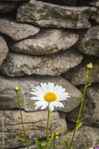 Large Wild Daisies Growing Next to a Stone Wall on Inisheer, County Galway. in the West of Ireland