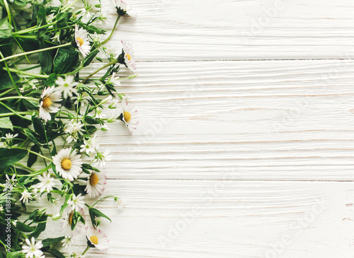 hello spring flat lay. beautiful daisy flowers with greenery on rustic white wooden background top view. space for text. fresh image. greeting card. earth day. happy mothers woman day