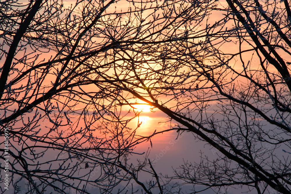 wonderful sunset through the branches of trees wonderful sunset through the branches of trees