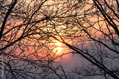 wonderful sunset through the branches of trees © Natalia Liubinetska