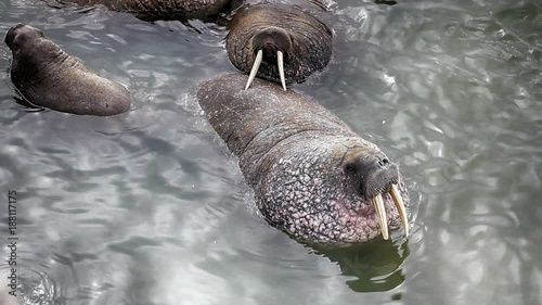 Atlantic walruses sailed from Arctic ocean
 photo