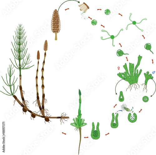 Equisetum life cycle. Diagram of life cycle of horsetail (Equisetum Arvense) with dioecious gametophyte