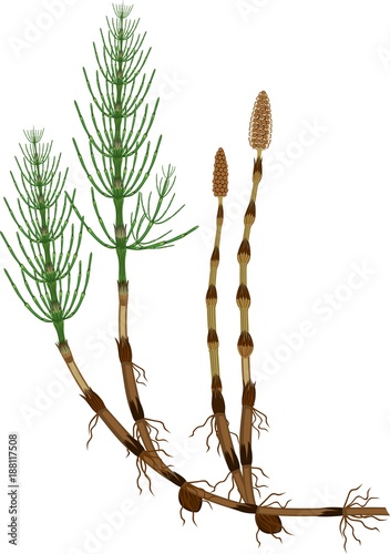 Equisetum arvense (horsetail) sporophyte with fertile and sterile stems, tuber and rhizome