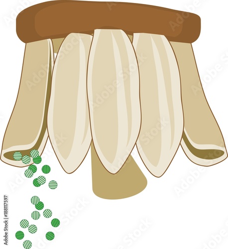 Sporangiophore of Equisetum arvense (horsetail) with spores