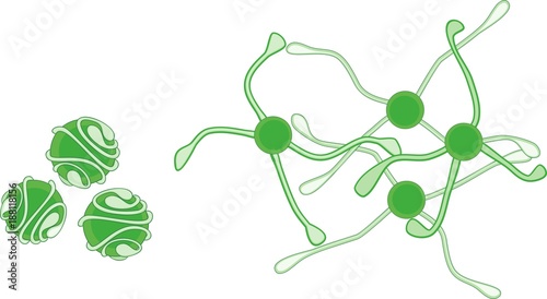 Spores of equisetum arvense (horsetail) with uncoiled elaters