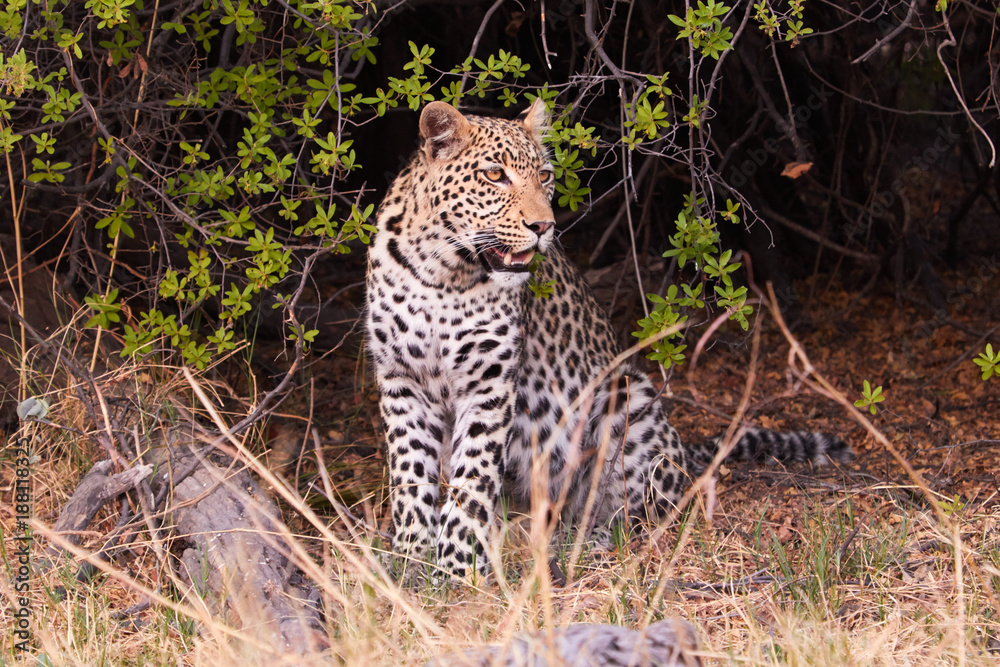 Leopard hiding in the bush in Botswana