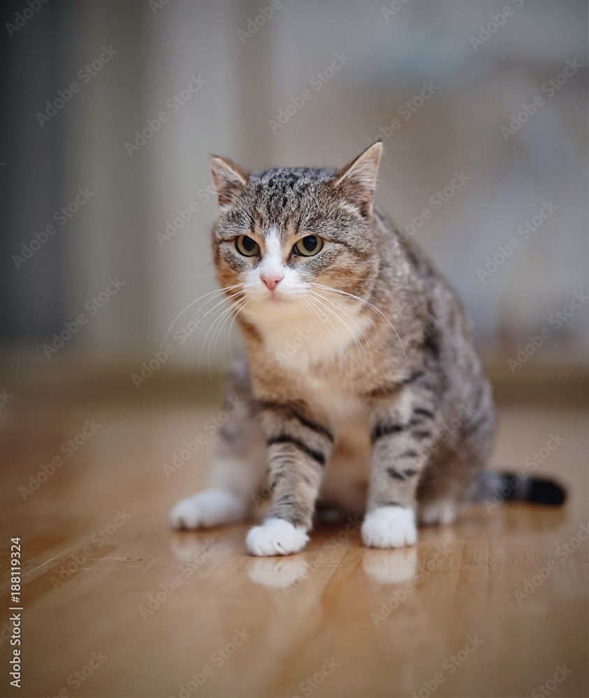 Gray striped angry cat with white paws, sits.
