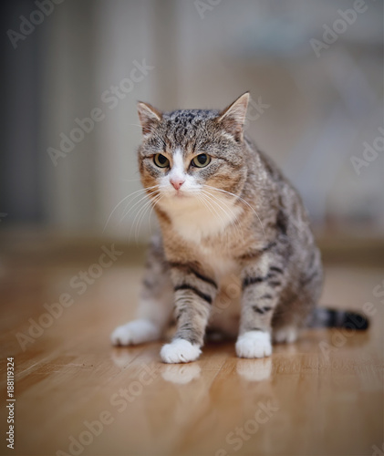 Gray striped angry cat with white paws, sits. © Azaliya (Elya Vatel)