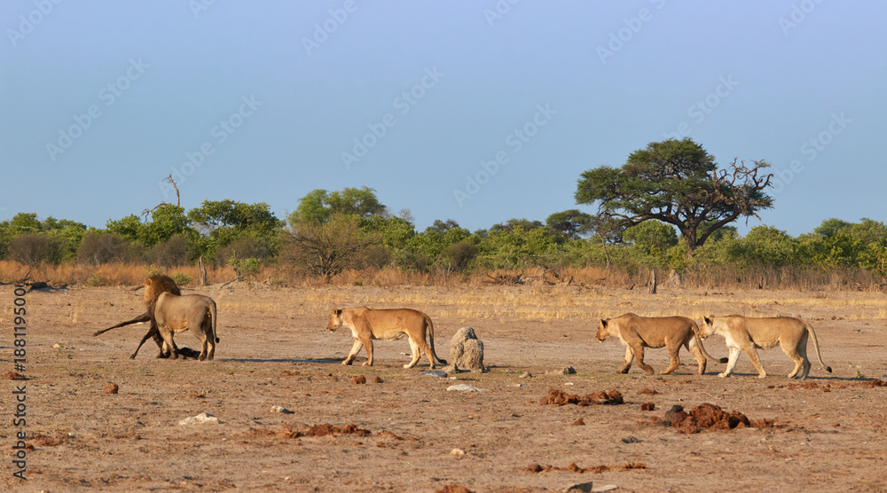 Naklejka premium Lion with kudu kill walking away