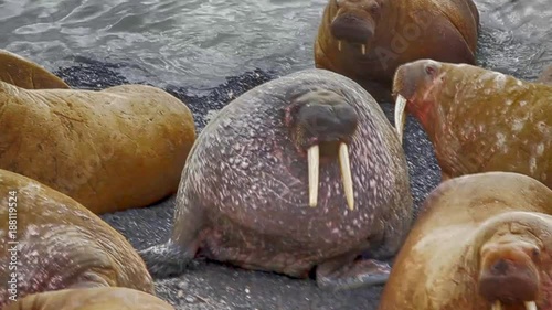 Atlantic walruses at haul out sites are sleeping
 photo