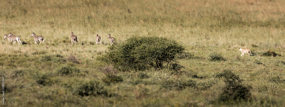 A lioness hunting a group of zebras A lioness hunting a group of zebras
