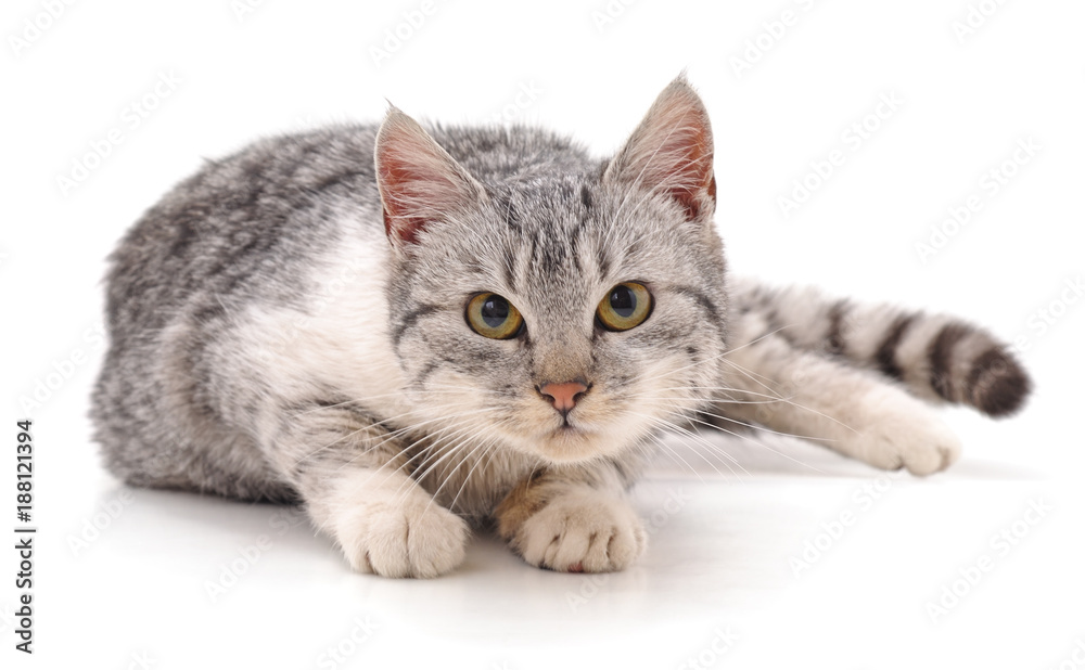 Obraz premium Gray beautiful cat.