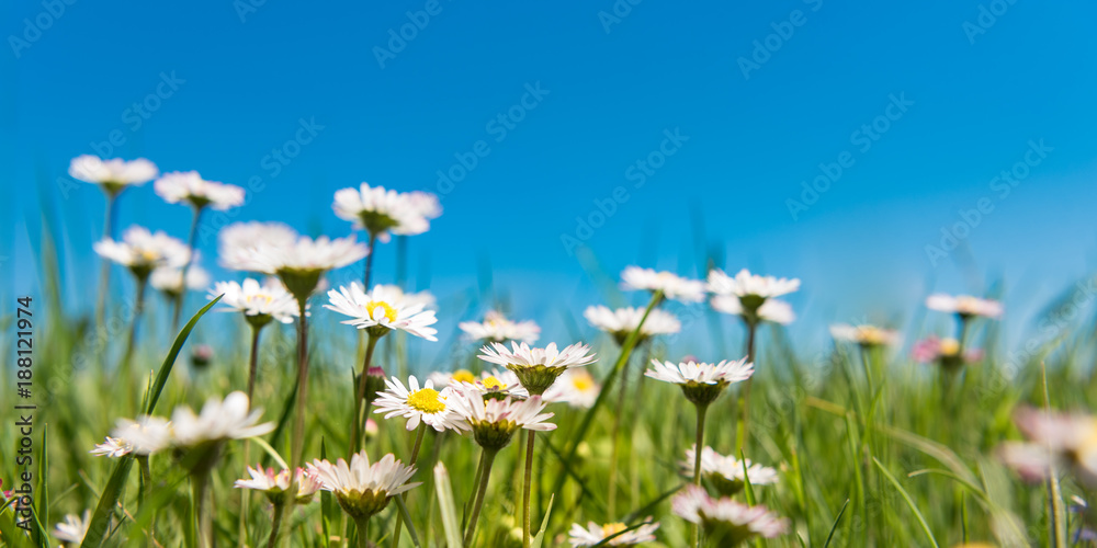 blooming daisies in front of blue sky