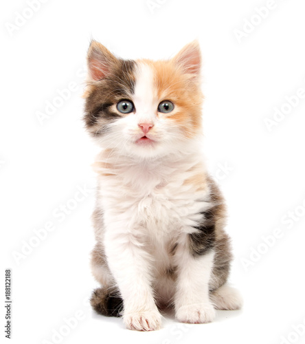 Beautiful cat kitten isolated on white background.
