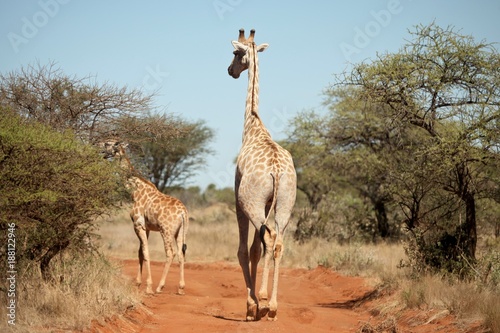 Animals of South Africa National Parks