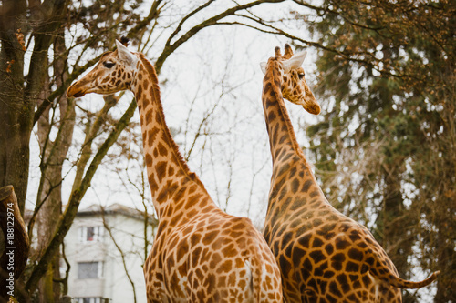 two adult giraffe looking in different directions close-up in the cold season in cloudy weather