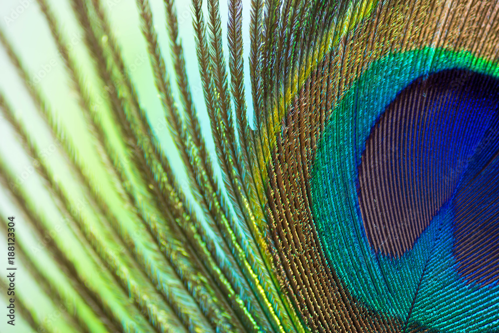 Obraz premium Peacock color feather