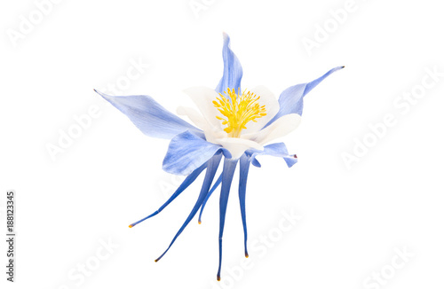 Vászonkép aquilegia flower isolated