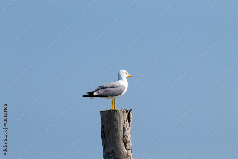 Obraz premium Gull standing on palisade