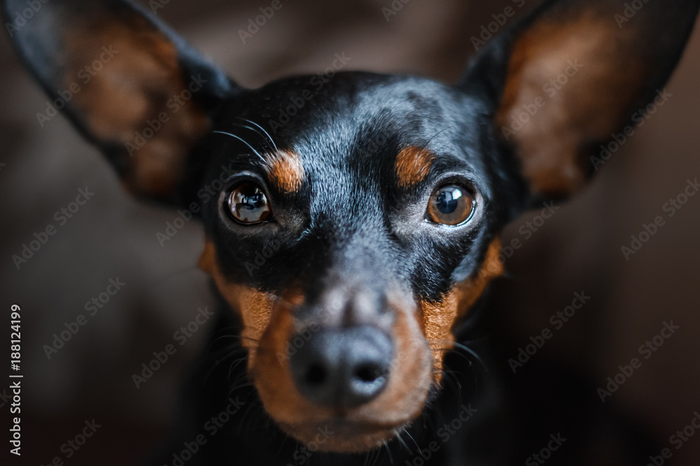 a portrait of a dog of a miniature pinscher, looks sadly into the camera.