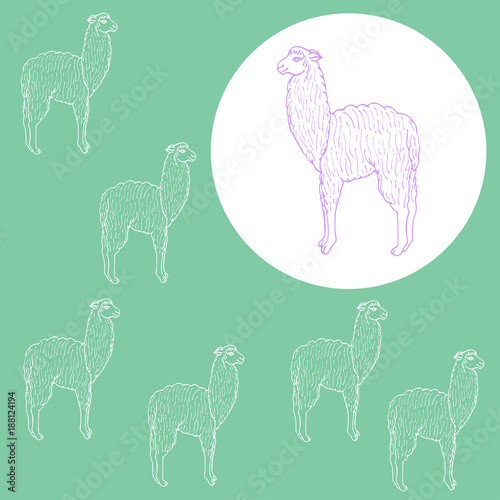 Cute llama or alpaca illustration. Amusing animal