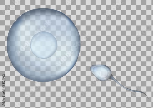 Blue egg and sperm cell vector illustration. 3d fertilisation isolated on transparent background.