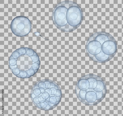 Human fertilization scheme, the phases of embryo development in the early stages. Vector illustration
