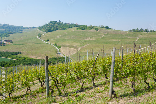 Landscape with vineyards from Langhe,Italian agriculture photo