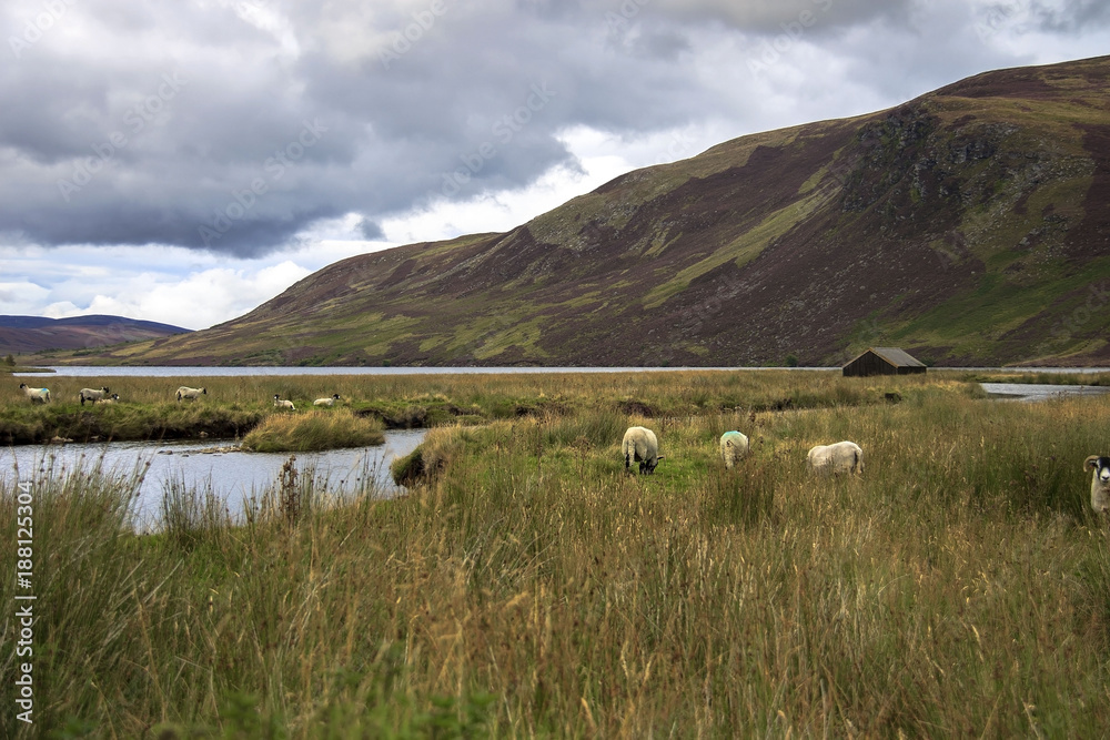 Sheep grazing in a meadow in mountains. Scotland, Angus, Loch Lee. August 2017