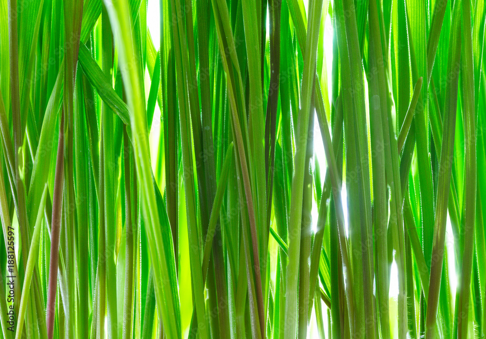 Young green wheat grass sprouts with water drops Young green wheat grass sprouts with water drops