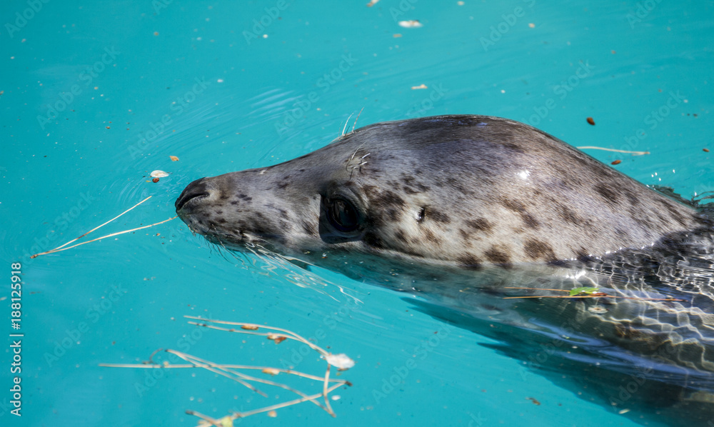 Fototapeta premium Swimming, seal resting in the sun in the water